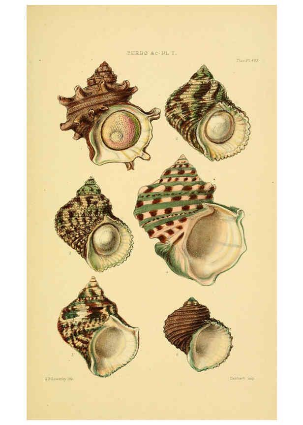 Reproducción/Reproduction 6103404720: Thesaurus conchyliorum, or, Monographs of genera of shells v.5 plates. London :Sowerby ...,1847-1887
