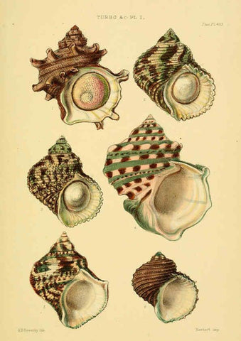 Reproducción/Reproduction 6103404720: Thesaurus conchyliorum, or, Monographs of genera of shells v.5 plates. London :Sowerby ...,1847-1887
