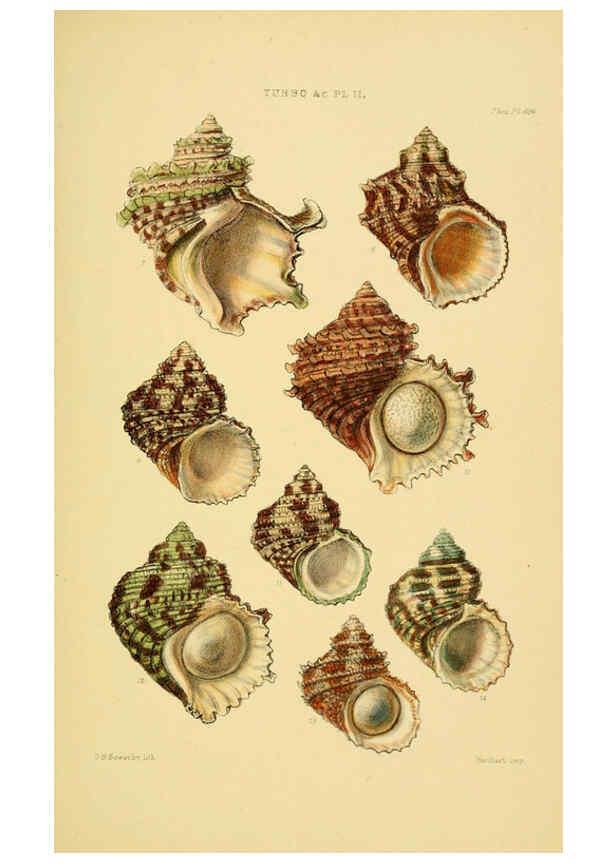 Reproducción/Reproduction 6102858663: Thesaurus conchyliorum, or, Monographs of genera of shells v.5 plates. London :Sowerby ...,1847-1887