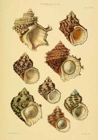 Reproducción/Reproduction 6102858663: Thesaurus conchyliorum, or, Monographs of genera of shells v.5 plates. London :Sowerby ...,1847-1887