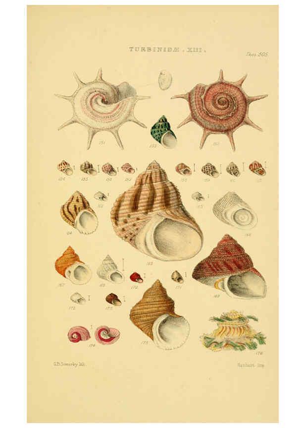 Reproducción/Reproduction 6103407334: Thesaurus conchyliorum, or, Monographs of genera of shells v.5 plates. London :Sowerby ...,1847-1887