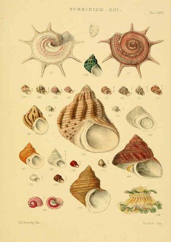 Reproducción/Reproduction 6103407334: Thesaurus conchyliorum, or, Monographs of genera of shells v.5 plates. London :Sowerby ...,1847-1887