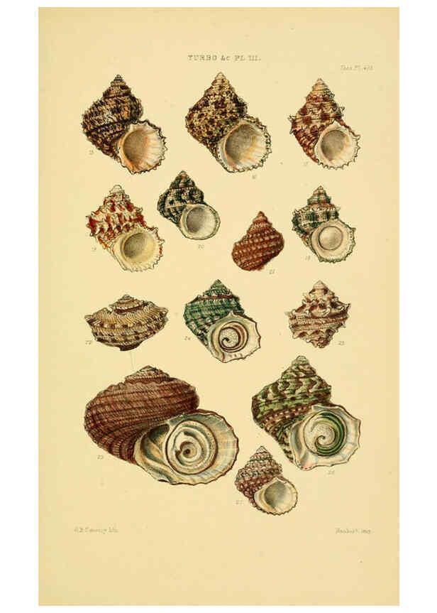 Reproducción/Reproduction 6103405312: Thesaurus conchyliorum, or, Monographs of genera of shells v.5 plates. London :Sowerby ...,1847-1887