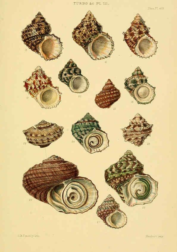 Reproducción/Reproduction 6103405312: Thesaurus conchyliorum, or, Monographs of genera of shells v.5 plates. London :Sowerby ...,1847-1887