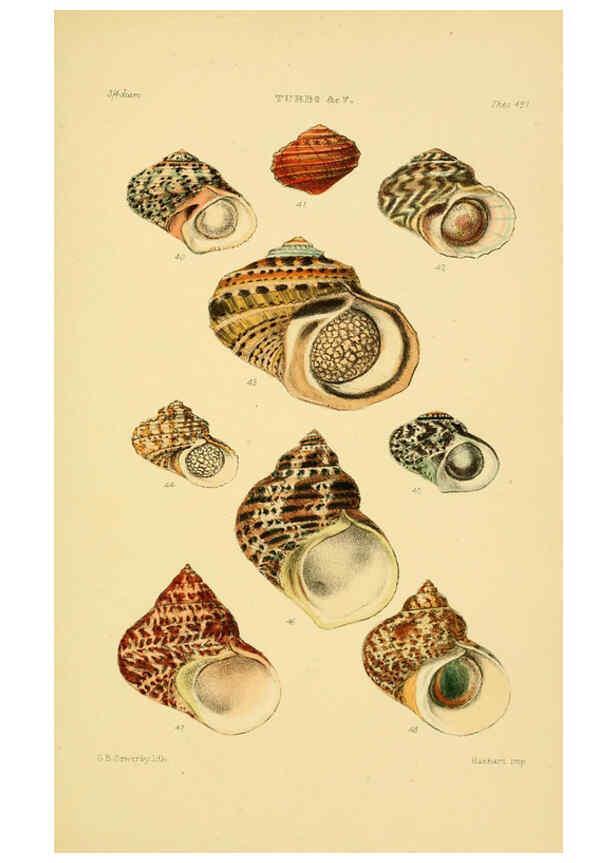 Reproducción/Reproduction 6102859293: Thesaurus conchyliorum, or, Monographs of genera of shells v.5 plates. London :Sowerby ...,1847-1887