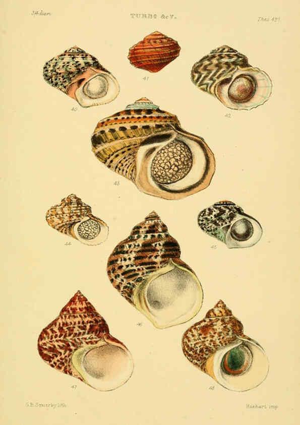 Reproducción/Reproduction 6102859293: Thesaurus conchyliorum, or, Monographs of genera of shells v.5 plates. London :Sowerby ...,1847-1887