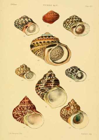 Reproducción/Reproduction 6102859293: Thesaurus conchyliorum, or, Monographs of genera of shells v.5 plates. London :Sowerby ...,1847-1887