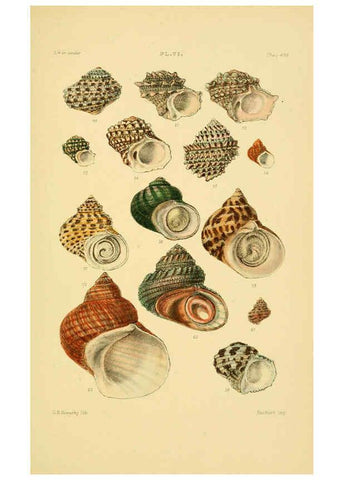 Reproducción/Reproduction 6103405944: Thesaurus conchyliorum, or, Monographs of genera of shells v.5 plates. London :Sowerby ...,1847-1887
