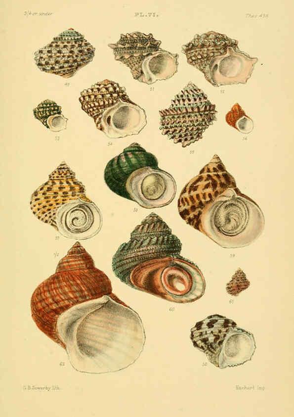 Reproducción/Reproduction 6103405944: Thesaurus conchyliorum, or, Monographs of genera of shells v.5 plates. London :Sowerby ...,1847-1887