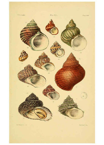 Reproducción/Reproduction 6103406108: Thesaurus conchyliorum, or, Monographs of genera of shells v.5 plates. London :Sowerby ...,1847-1887