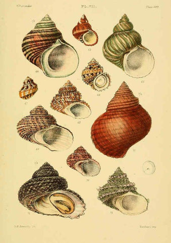 Reproducción/Reproduction 6103406108: Thesaurus conchyliorum, or, Monographs of genera of shells v.5 plates. London :Sowerby ...,1847-1887