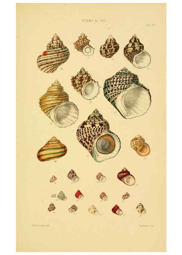 Reproducción/Reproduction 6103406362: Thesaurus conchyliorum, or, Monographs of genera of shells v.5 plates. London :Sowerby ...,1847-1887