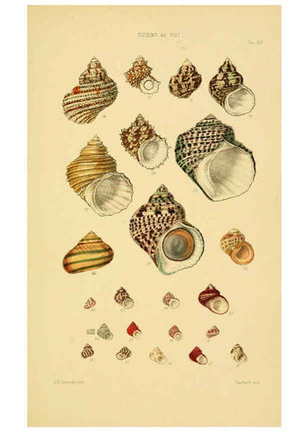 Reproducción/Reproduction 6103406362: Thesaurus conchyliorum, or, Monographs of genera of shells v.5 plates. London :Sowerby ...,1847-1887