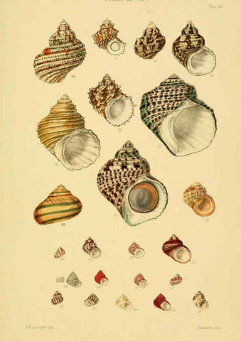 Reproducción/Reproduction 6103406362: Thesaurus conchyliorum, or, Monographs of genera of shells v.5 plates. London :Sowerby ...,1847-1887