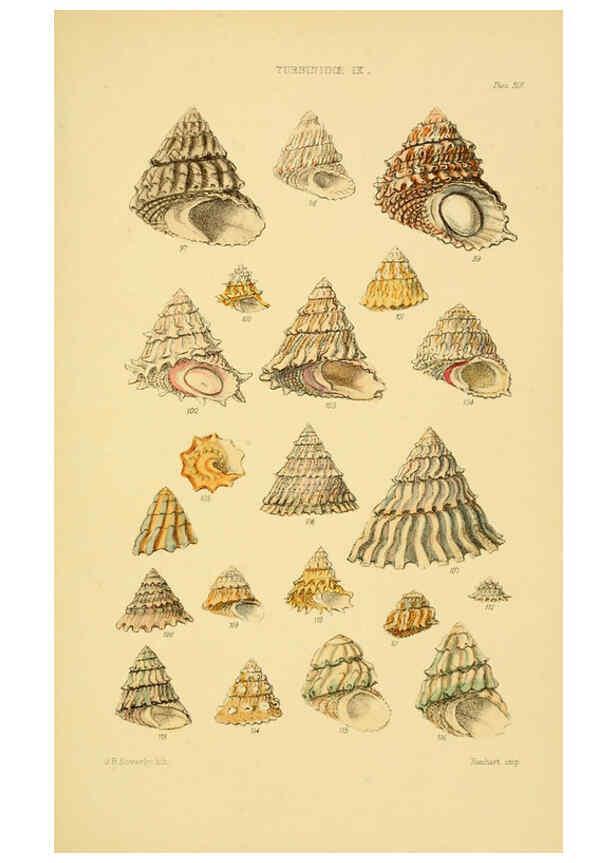 Reproducción/Reproduction 6102860125: Thesaurus conchyliorum, or, Monographs of genera of shells v.5 plates. London :Sowerby ...,1847-1887