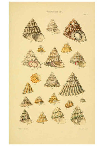 Reproducción/Reproduction 6102860125: Thesaurus conchyliorum, or, Monographs of genera of shells v.5 plates. London :Sowerby ...,1847-1887