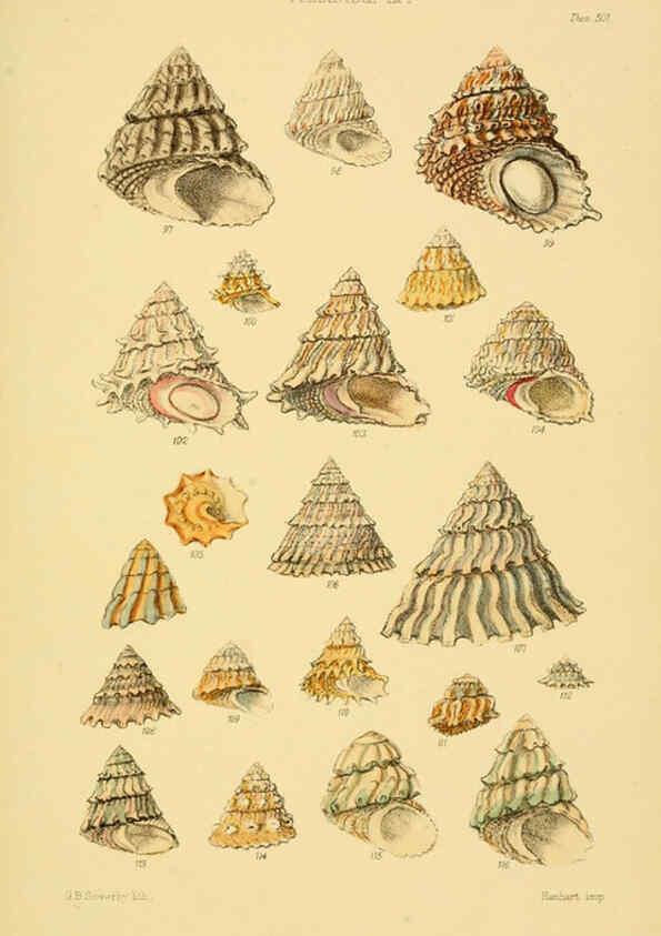Reproducción/Reproduction 6102860125: Thesaurus conchyliorum, or, Monographs of genera of shells v.5 plates. London :Sowerby ...,1847-1887