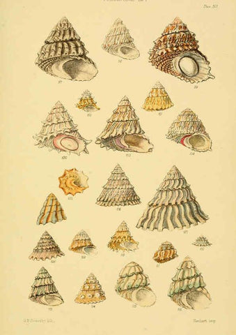 Reproducción/Reproduction 6102860125: Thesaurus conchyliorum, or, Monographs of genera of shells v.5 plates. London :Sowerby ...,1847-1887