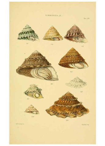 Reproducción/Reproduction 6102860299: Thesaurus conchyliorum, or, Monographs of genera of shells v.5 plates. London :Sowerby ...,1847-1887