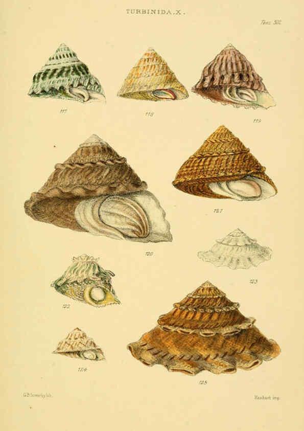 Reproducción/Reproduction 6102860299: Thesaurus conchyliorum, or, Monographs of genera of shells v.5 plates. London :Sowerby ...,1847-1887