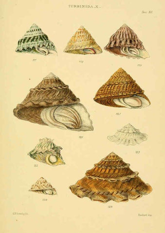 Reproducción/Reproduction 6102860299: Thesaurus conchyliorum, or, Monographs of genera of shells v.5 plates. London :Sowerby ...,1847-1887