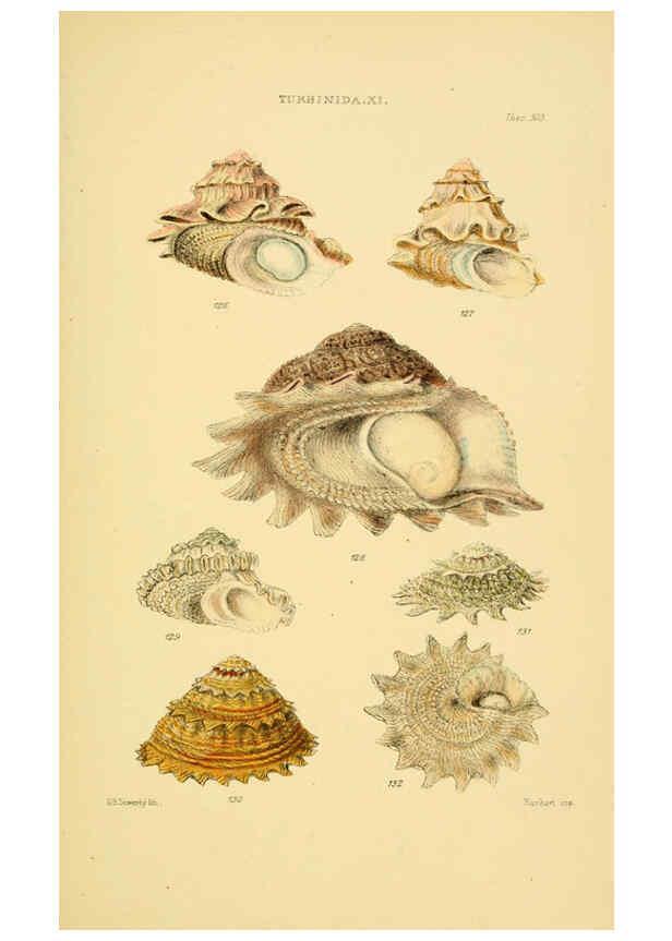 Reproducción/Reproduction 6102860539: Thesaurus conchyliorum, or, Monographs of genera of shells v.5 plates. London :Sowerby ...,1847-1887