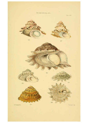 Reproducción/Reproduction 6102860539: Thesaurus conchyliorum, or, Monographs of genera of shells v.5 plates. London :Sowerby ...,1847-1887