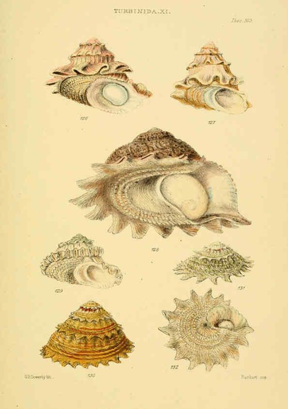 Reproducción/Reproduction 6102860539: Thesaurus conchyliorum, or, Monographs of genera of shells v.5 plates. London :Sowerby ...,1847-1887