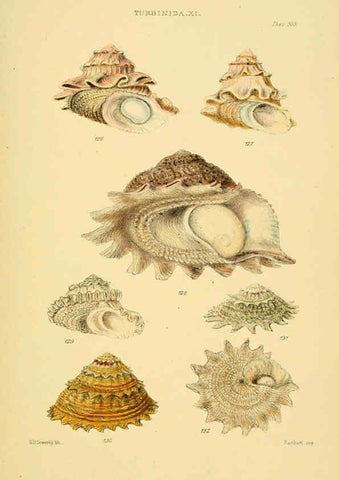 Reproducción/Reproduction 6102860539: Thesaurus conchyliorum, or, Monographs of genera of shells v.5 plates. London :Sowerby ...,1847-1887