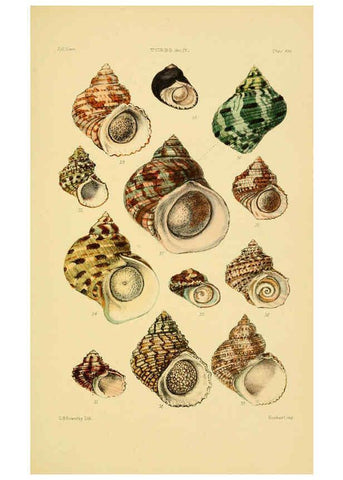 Reproducción/Reproduction 6102859091: Thesaurus conchyliorum, or, Monographs of genera of shells v.5 plates. London :Sowerby ...,1847-1887