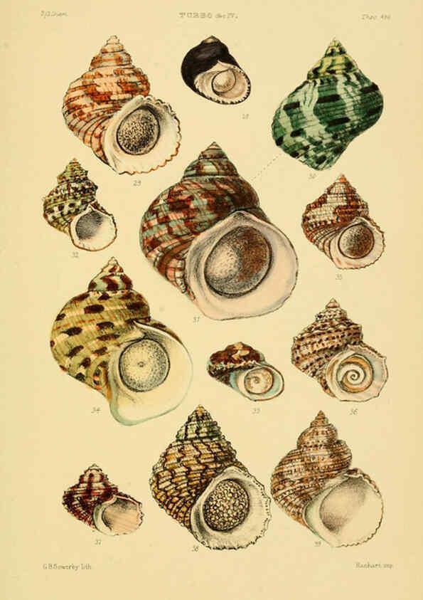 Reproducción/Reproduction 6102859091: Thesaurus conchyliorum, or, Monographs of genera of shells v.5 plates. London :Sowerby ...,1847-1887