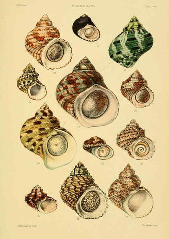 Reproducción/Reproduction 6102859091: Thesaurus conchyliorum, or, Monographs of genera of shells v.5 plates. London :Sowerby ...,1847-1887