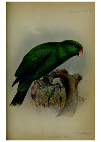 Reproducción/Reproduction 6140337448: Proceedings of the Zoological Society of London. 1856 London :Academic Press, [etc.],1833-1965