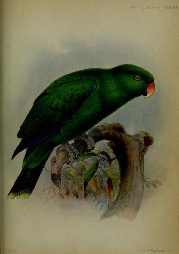 Reproducción/Reproduction 6140337448: Proceedings of the Zoological Society of London. 1856 London :Academic Press, [etc.],1833-1965