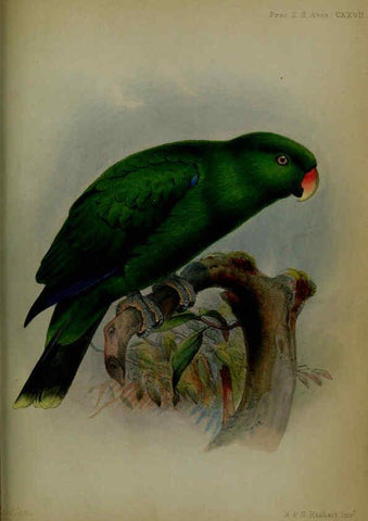 Reproducción/Reproduction 6140337448: Proceedings of the Zoological Society of London. 1856 London :Academic Press, [etc.],1833-1965