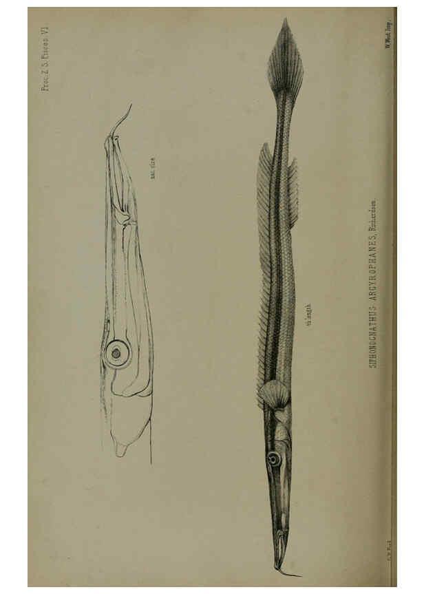 Reproducción/Reproduction 6140337642: Proceedings of the Zoological Society of London. 1856 London :Academic Press, [etc.],1833-1965