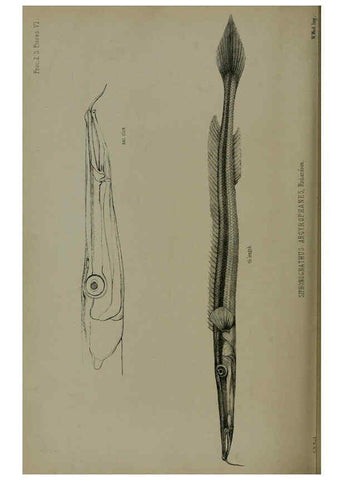 Reproducción/Reproduction 6140337642: Proceedings of the Zoological Society of London. 1856 London :Academic Press, [etc.],1833-1965