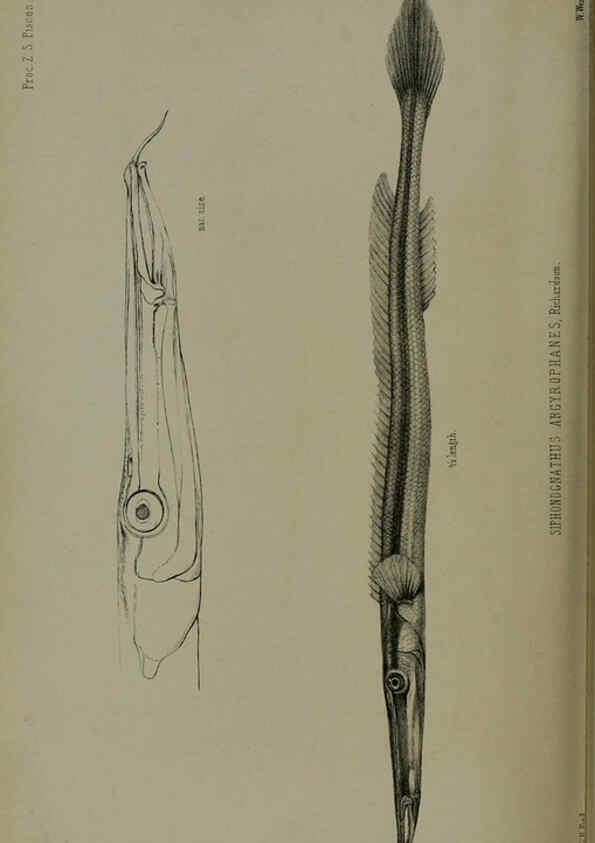 Reproducción/Reproduction 6140337642: Proceedings of the Zoological Society of London. 1856 London :Academic Press, [etc.],1833-1965