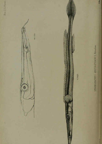 Reproducción/Reproduction 6140337642: Proceedings of the Zoological Society of London. 1856 London :Academic Press, [etc.],1833-1965