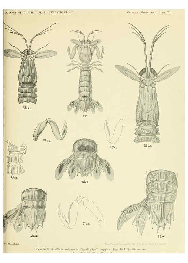 Reproducción/Reproduction 6243321127: An account of the Crustacea Stomatopoda of the Indo-Pacific region Calcutta,1913