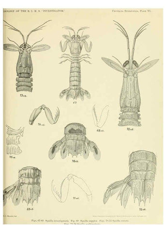 Reproducción/Reproduction 6243321127: An account of the Crustacea Stomatopoda of the Indo-Pacific region Calcutta,1913