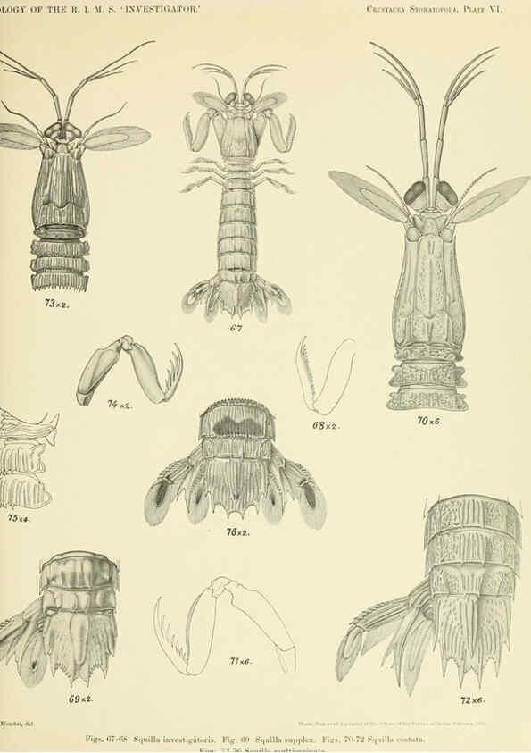 Reproducción/Reproduction 6243321127: An account of the Crustacea Stomatopoda of the Indo-Pacific region Calcutta,1913