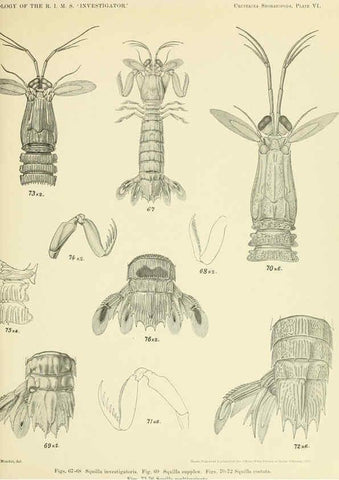 Reproducción/Reproduction 6243321127: An account of the Crustacea Stomatopoda of the Indo-Pacific region Calcutta,1913