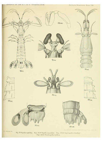 Reproducción/Reproduction 6243321419: An account of the Crustacea Stomatopoda of the Indo-Pacific region Calcutta,1913
