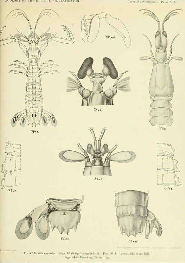 Reproducción/Reproduction 6243321419: An account of the Crustacea Stomatopoda of the Indo-Pacific region Calcutta,1913