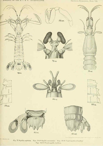 Reproducción/Reproduction 6243321419: An account of the Crustacea Stomatopoda of the Indo-Pacific region Calcutta,1913