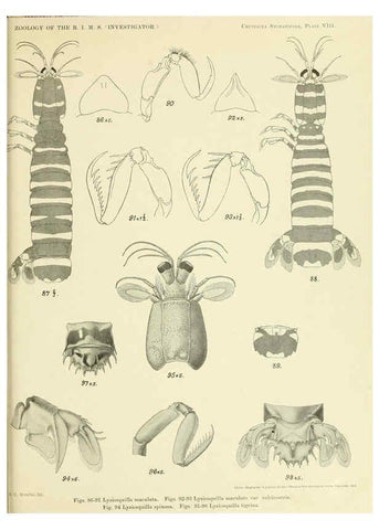 Reproducción/Reproduction 6243837958: An account of the Crustacea Stomatopoda of the Indo-Pacific region Calcutta,1913