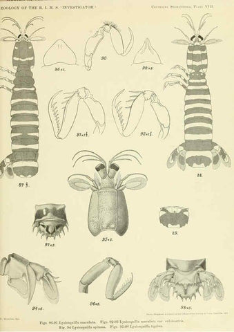 Reproducción/Reproduction 6243837958: An account of the Crustacea Stomatopoda of the Indo-Pacific region Calcutta,1913