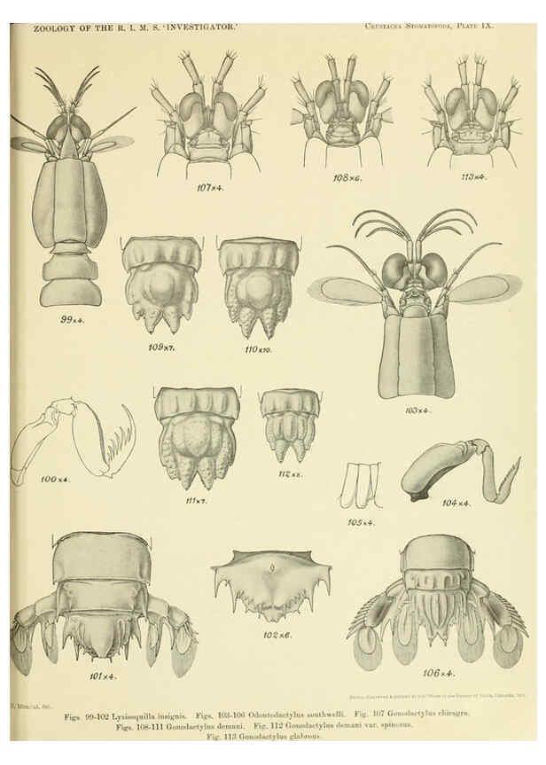 Reproducción/Reproduction 6243321761: An account of the Crustacea Stomatopoda of the Indo-Pacific region Calcutta,1913