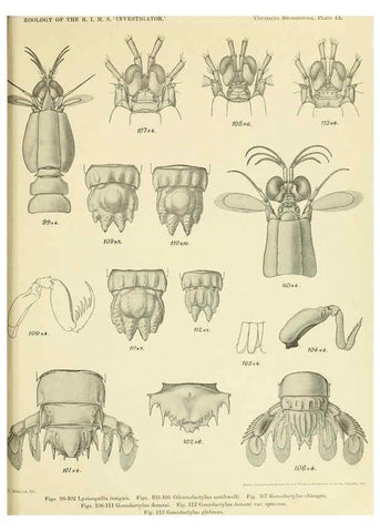 Reproducción/Reproduction 6243321761: An account of the Crustacea Stomatopoda of the Indo-Pacific region Calcutta,1913